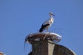 The white stork nesting on the brake castel Royalty Free Stock Photo