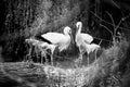 White stork nesting Royalty Free Stock Photo