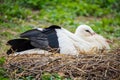 White stork nesting Royalty Free Stock Photo