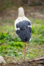 White stork nesting Royalty Free Stock Photo