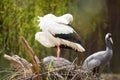 White stork nesting Royalty Free Stock Photo