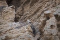 White stork nesting on cliff in Falces, Navarra, Spain Royalty Free Stock Photo