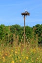 White stork Royalty Free Stock Photo