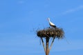 White stork Royalty Free Stock Photo