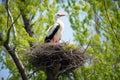 white stork nesting in tall trees Royalty Free Stock Photo