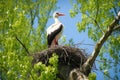 white stork nesting in tall trees Royalty Free Stock Photo