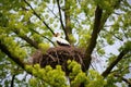 white stork nesting in tall trees Royalty Free Stock Photo