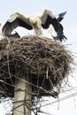 White stork nesting on telephone poles in eastern europe Royalty Free Stock Photo