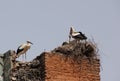 White Stork Royalty Free Stock Photo
