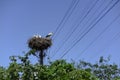 White stork with nestlings sits high in a nest on electric pole. Symbol of fertility. Blue sky background Royalty Free Stock Photo