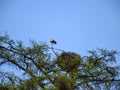 White stork nests and storks, green larch branches Royalty Free Stock Photo