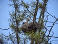 White stork nests and storks, green larch branches Royalty Free Stock Photo