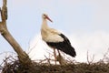 White Stork, Ooievaar, Ciconia ciconia Royalty Free Stock Photo