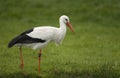 White Stork; Ooievaar; Ciconia ciconia Royalty Free Stock Photo