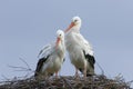 White Stork; Ooievaar; Ciconia ciconia Royalty Free Stock Photo