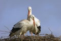 White Stork; Ooievaar; Ciconia ciconia Royalty Free Stock Photo