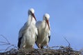 White Stork; Ooievaar; Ciconia ciconia Royalty Free Stock Photo