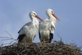 White Stork; Ooievaar; Ciconia ciconia Royalty Free Stock Photo