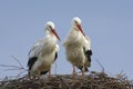 White Stork; Ooievaar; Ciconia ciconia Royalty Free Stock Photo