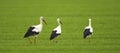 White Stork; Ooievaar; Ciconia ciconia