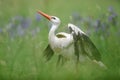 White stork with outstretched wings on a green spring meadow. Royalty Free Stock Photo