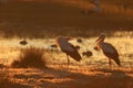 White stork partner Royalty Free Stock Photo