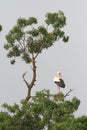 White stork partner Royalty Free Stock Photo