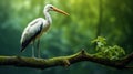 Photographic Style: White Stork On Wood Branch In Green Forest