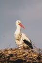 White stork perched on its nest of brown twigs, its distinctively red beak glowing in the light