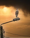 White stork perched on lamppost against dark orange cloudy sunset sky background Royalty Free Stock Photo