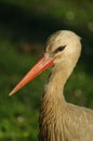 White stork portrait Royalty Free Stock Photo