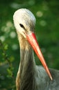 White stork portrait Royalty Free Stock Photo