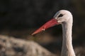 White stork portrait Ciconia ciconia Royalty Free Stock Photo