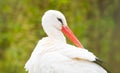 White stork portrait close up Royalty Free Stock Photo