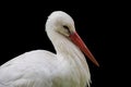 White stork portrait closeup, isolated on black background Royalty Free Stock Photo