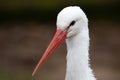 White Stork portrait Royalty Free Stock Photo