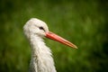 White stork portrait in nature Royalty Free Stock Photo