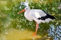 White Stork Portrait Standing in Pond Royalty Free Stock Photo