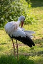 White stork preening its feathers: Elegant bird in the grass Royalty Free Stock Photo