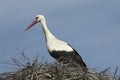 White stork in profile sitting in a nest Royalty Free Stock Photo