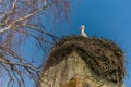 A white stork with red beak sitting on nest Royalty Free Stock Photo