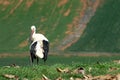 White stork rests in the field Royalty Free Stock Photo