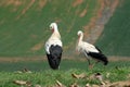 White stork rests in the field Royalty Free Stock Photo