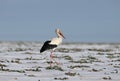 A white stork roams the snow-covered field