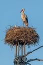 White Stork\'s nest (Ciconia ciconia) on an electric pole in a village in spring Royalty Free Stock Photo