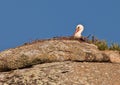 White Stork at itÃÂ´s rocky nest