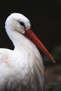 White stork side view Royalty Free Stock Photo