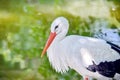 White Stork Side View Portrait in Pond Royalty Free Stock Photo