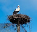 White stork sits on a stork nest and looks down with a blue sky background in a zoo called safari park Beekse Bergen Royalty Free Stock Photo