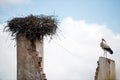 White stork sitting on top of building wall